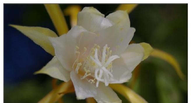 什么花代表永恒？永恒之花的含义和选择指南是什么？