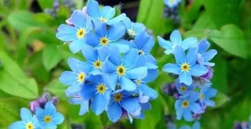 什么花代表永恒？永恒之花的含义和选择指南是什么？
