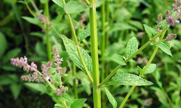 荔枝草的功效与作用是什么？如何正确食用荔枝草？