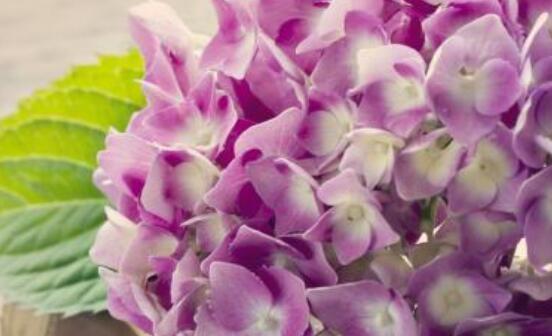 什么花象征着永恒不变的爱情？永恒爱情的花卉代表有哪些？