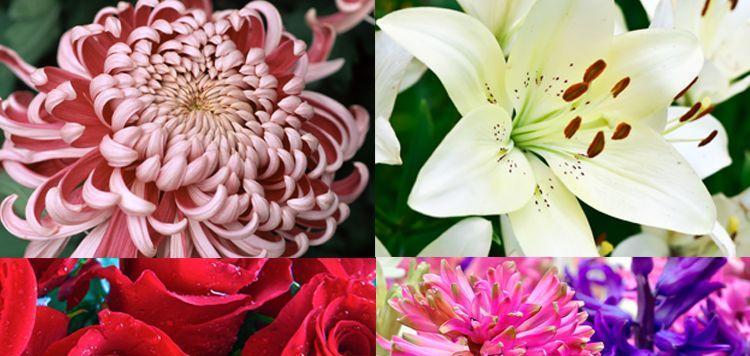 什么花象征友情？友情花语有哪些？
