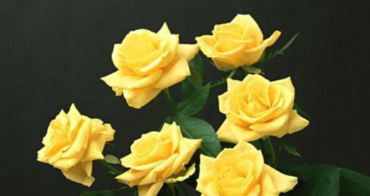 什么花象征友情？友情花语有哪些？