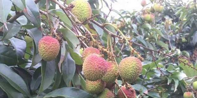 荔枝成熟的季节是几月？如何挑选新鲜的荔枝？