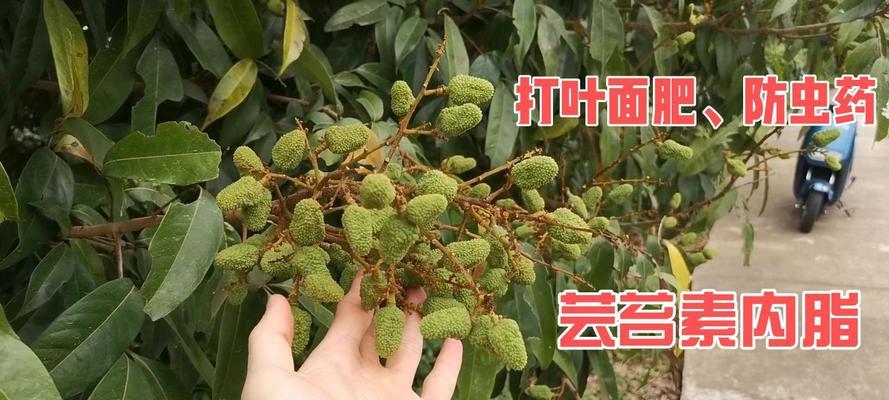 荔枝催花的最佳时间是什么时候？有哪些有效的方法？