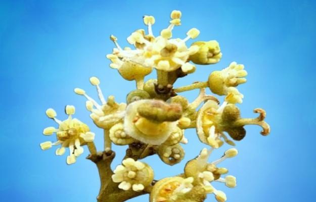 荔枝的花期是什么时候？如何正确判断荔枝开花时间？