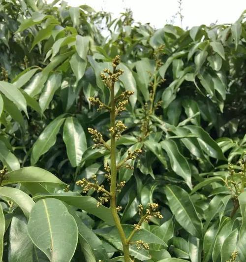 荔枝的花期是什么时候？如何正确判断荔枝开花时间？