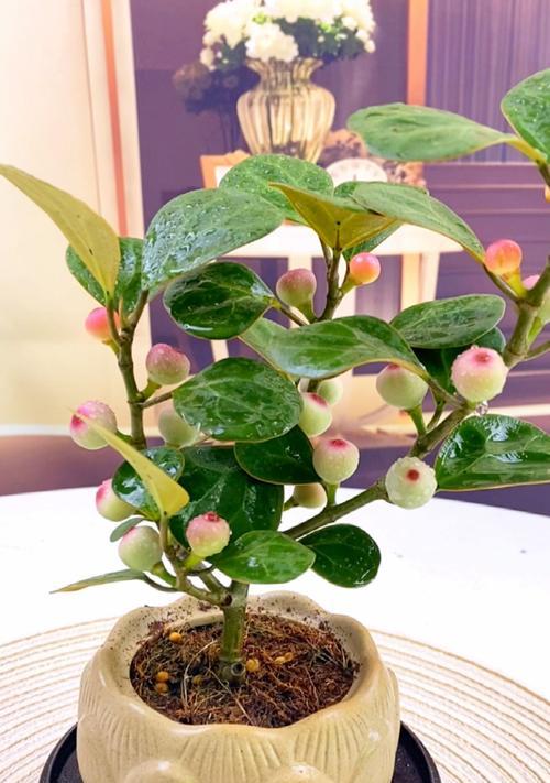 什么花象征智慧？智慧的花朵有哪些？