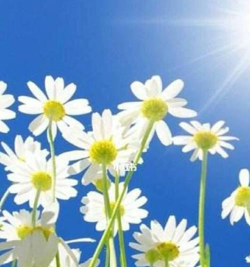 什么花象征重生和希望？了解代表新生的花卉种类？