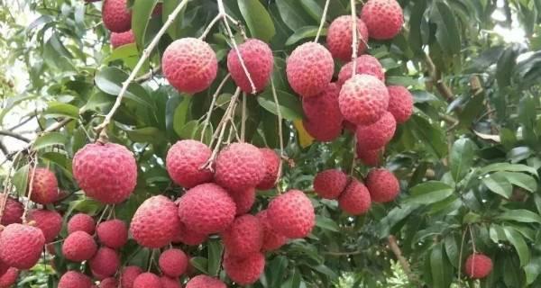 荔枝几年结果实？如何正确管理荔枝树以提高产量？
