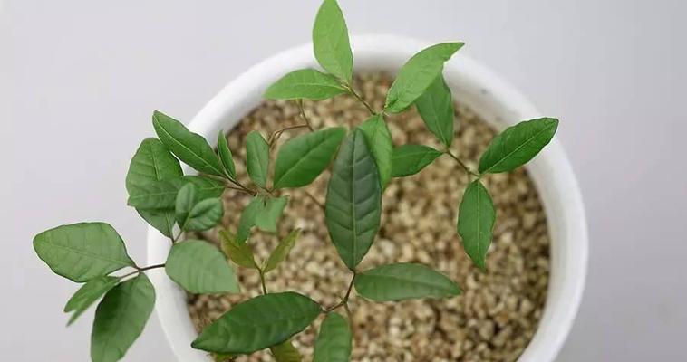 荔枝可以盆栽吗？盆栽荔枝的正确方法和注意事项是什么？