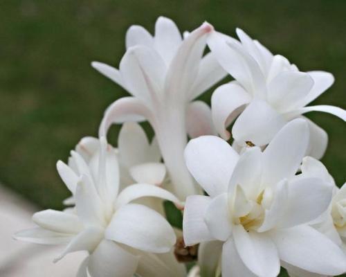 什么花象征智慧和睿智？寻找代表睿智的花卉指南？
