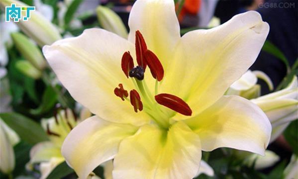 什么花代表爱情？花语中表达爱意的花卉有哪些？