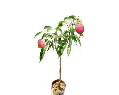 荔枝盆景栽培技术养殖方法有哪些？养殖过程中需要注意什么？