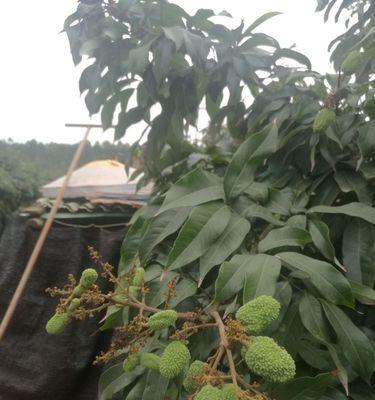 荔枝盆景栽培技术养殖方法有哪些？养殖过程中需要注意什么？