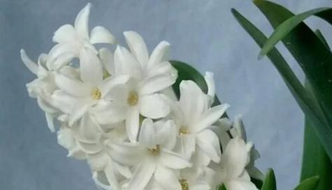 什么花代表暗恋的花语？如何用花表达暗恋情感？