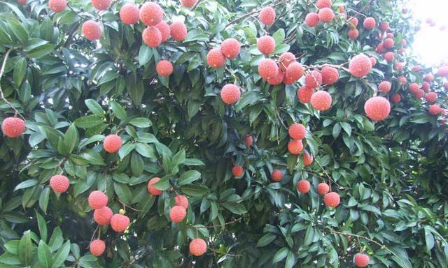 荔枝什么时候种植最好？春季还是秋季？