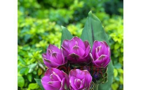 什么花代表背叛的花语？揭秘背叛含义的花卉有哪些？