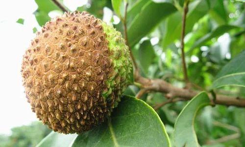 荔枝属于被子植物吗？它的分类和特点是什么？
