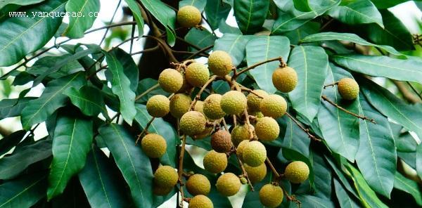 荔枝属于被子植物吗？它的分类和特点是什么？