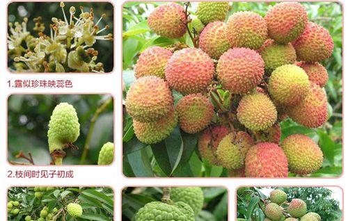 荔枝属于被子植物吗？它的分类和特点是什么？