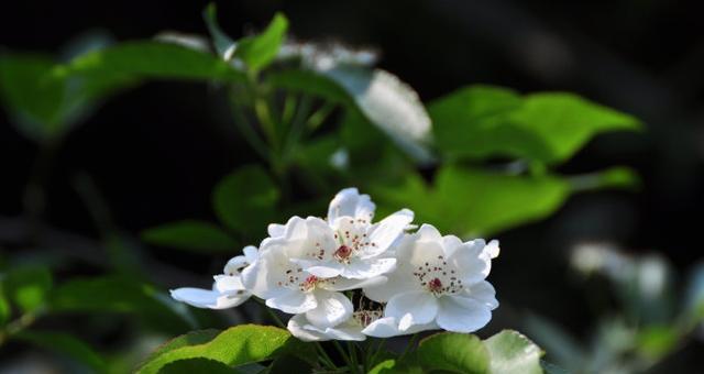 什么花代表背叛和欺骗？花语中隐藏的含义是什么？