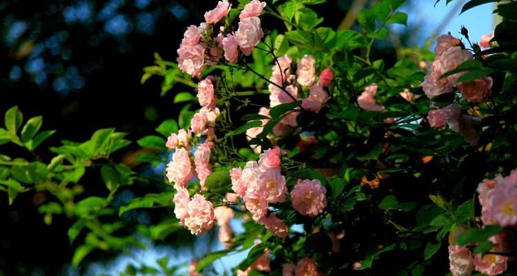 什么花的花语代表被救赎？了解花语背后的意义是什么？