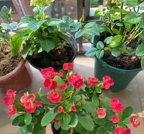 什么花的花语代表变态的爱？揭秘花语背后的情感含义？