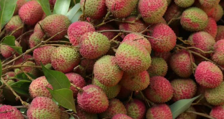 荔枝属于热带作物吗？它生长在哪个气候带？