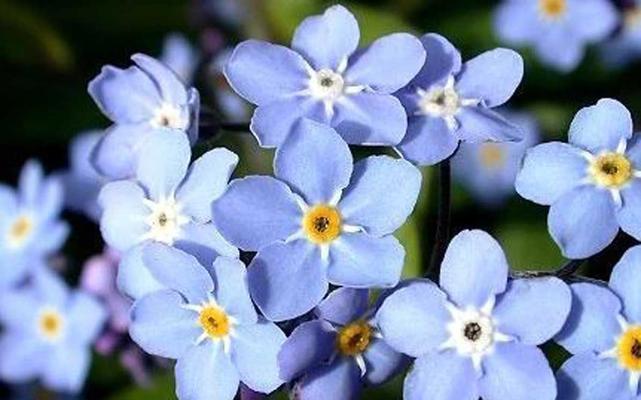 什么花的花语代表着别忘记我？如何用花表达深情的思念？