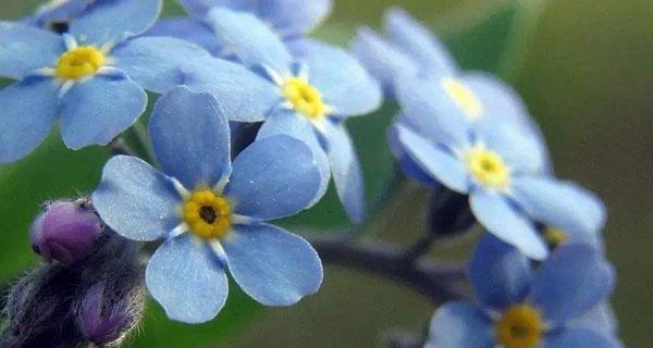 什么花代表不要忘记我？花语中有哪些花象征着永恒的记忆？