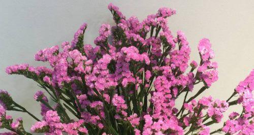 什么花代表不要忘记我？花语中有哪些花象征着永恒的记忆？