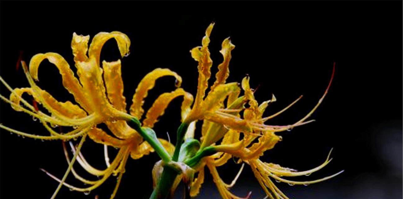 什么花的花语代表残忍？揭秘残忍花语的含义是什么？