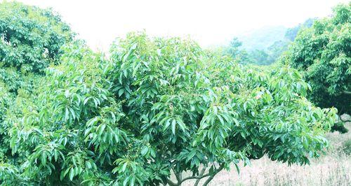 荔枝树在北方种植的可行性？如何克服气候挑战？