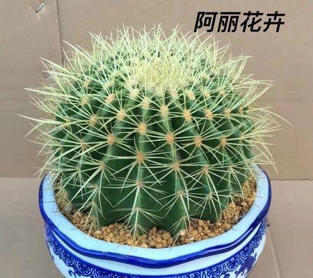 荔枝树的风水禁忌有哪些？种植时需要注意什么问题？