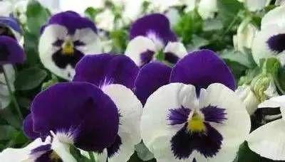 什么花代表沉默？揭秘沉默花语的含义是什么？