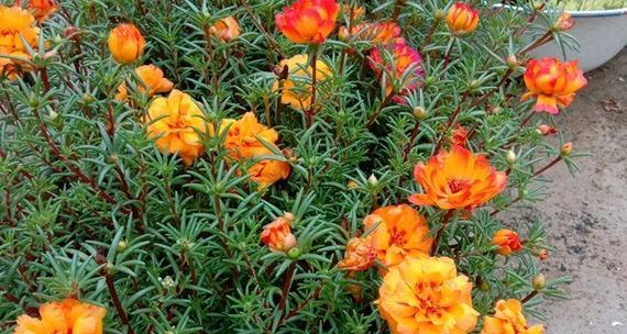 什么花代表成长的花语？成长花语的花有哪些？