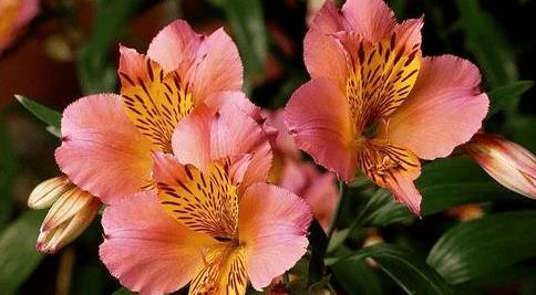 什么花代表成长的花语？成长花语的花有哪些？