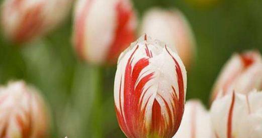 什么花代表成功？揭秘象征成功的花卉花语是什么？