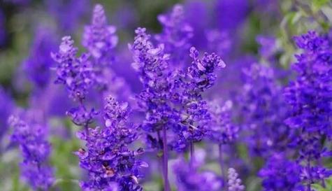 什么花代表宠爱？花语中表达宠爱的花卉有哪些？