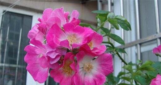 什么花代表初恋的花语？初恋花语有哪些？