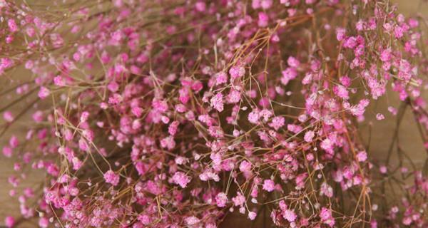 什么花代表初恋的花语？初恋花语有哪些？