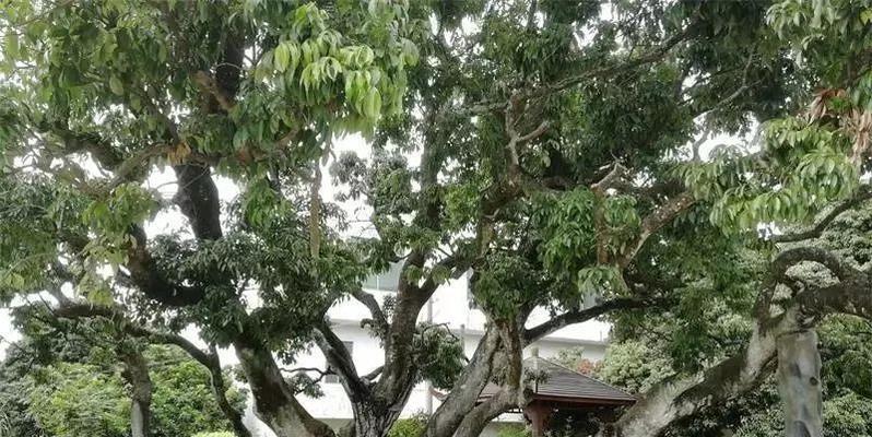 荔枝树喜阴还是喜阳？种植环境选择指南