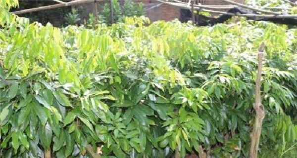 荔枝树喜阴还是喜阳？种植环境选择指南