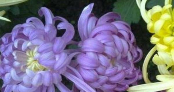 什么花代表错过？揭秘花语背后的故事？
