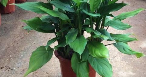 荔枝是喜阴植物还是喜阳光植物？种植时应注意什么？