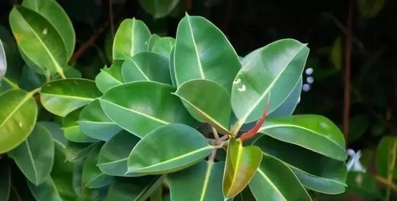 荔枝是喜阴植物还是喜阳光植物？种植时应注意什么？