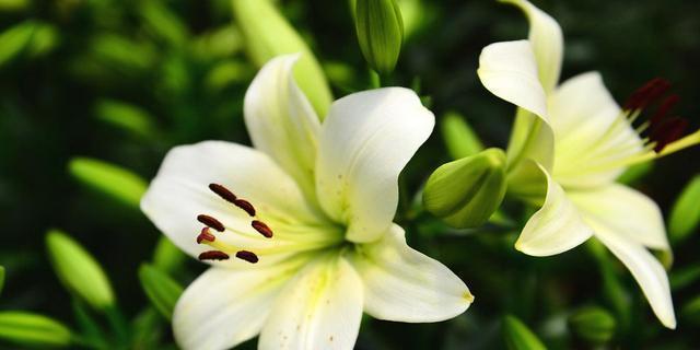 什么花代表等待的花语？花语中等待的含义是什么？