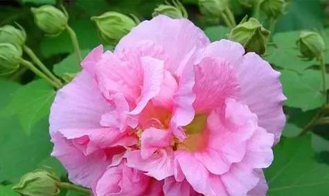 什么花代表等待归来？花语中有哪些是关于期盼重逢的？