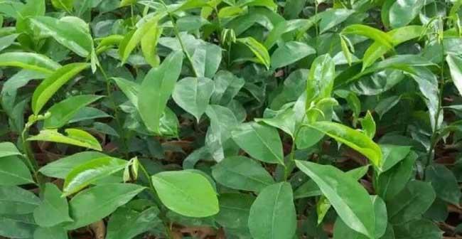 荔枝种子怎么种植？种植过程中需要注意哪些问题？