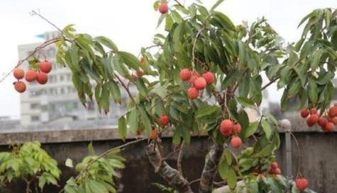 荔枝籽可以种吗？如何正确种植荔枝籽？